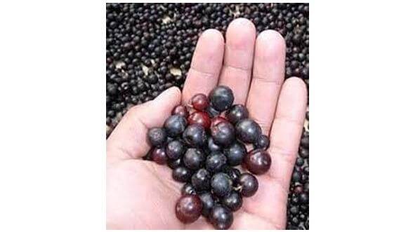 agraz rectangular (2) (1)c